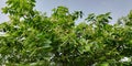 Terminalia arjunaPlant tree Royalty Free Stock Photo